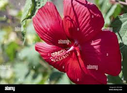 Image result for Hibiscus platycalyx