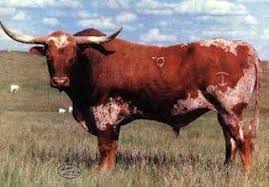 Jet Jockey Singing Coyote Ranch Fine Texas Longhorn Cattle Cattle Miniature Cow Breeds Longhorn Cattle