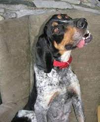 Ukc forums > ukc free classifieds > coonhound classifieds > blueticks: Bluetick Coonhound Hazel Large Adult Female Dog For Sale In Harpers Ferry West Virginia Classified Americanlisted Com
