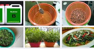Cara menanam kangkung hidroponik disampaikan secara step by step sehingga mudah pindah tanam dilakukan setelah kangkung berdaun 4 yang terdiri dari 2 daun lembaga dan 2 daun sejati. Cara Menanam Kangkung Hidroponik Dengan Baskom Mudah Semua Orang Pasti Bisa Hidroponik Farm Lampung