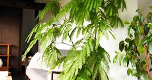 観葉植物エバーフレッシュの育て方 対処法と花言葉 ひとはなノート