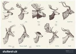 Big Set Of Horn Antlers Animals Moose Or Elk With Impala Gazelle And Greater Kudu Fallow Deer Reindeer And Stag In 2020 Antler Drawing Animals With Antlers Animals