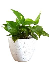 Glazed in a beautiful and bright white finish, this charming planter offers a wide opening and a thick, round shape. Good Luck Money Plant In White Round Dew Ceramic Pot Plants Online India Rollingnature
