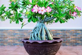 Tidak Rentan Hama Dan Penyakit Begini Cara Mudah Merawat Bonsai Adenium Pikiran Rakyat Sumedang