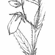 Image result for Crotalaria dedzana
