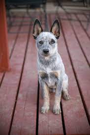 From about six months old to through the rest of her life, a female dog will experience estrus, or heat, roughly every six months. My Blue Heeler Puppy Clyde Is 4 Months Old And 19lbs Getting Big So Fast Austrailian Cattle Dog Heeler Puppies Blue Heeler Puppies