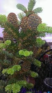 The Pine Cones On My Christmas Tree Are Growing Pine Branch Pine Cones Tree