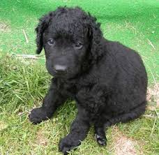 There are traces of this dog in the frescoes of the 1880s. Curly Coated Retriever Dog Breed All Information Dogs Breed Usa