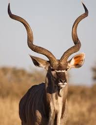 Kudu Bull Auctioned For Record R9 4m Africa Geographic Kudu Bull African Wildlife