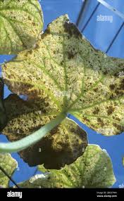 Image result for whitefly in cucumber