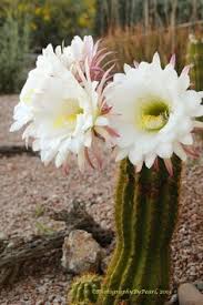 This cactus produces baby cactus through out the year. Where In The World Are Blanche Lucy Blanche Lucy Say Goodbye To Arizona Blooming Cactus Cactus Arizona