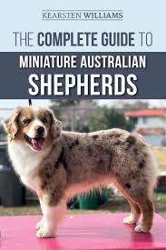 Australian shepherds are highly intelligent, loyal to their families, & affectionate. The Complete Guide To Miniature Australian Shepherds Finding Caring For Training Feeding Socializing And Loving Your New Mini Aussie Puppy Williams Kearsten Tatum Dylan 9781708852993 Amazon Com Books
