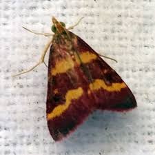 Image result for Pyrausta aerealis