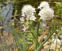 Image result for Oenanthe