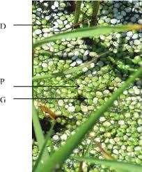 Image result for Lemna gibba