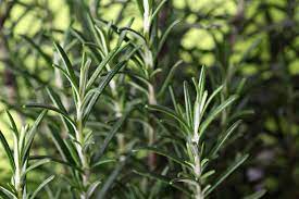 Keep Calm And Remember The Rosemary Mediterranean Living