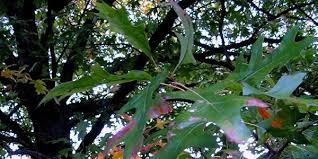 The tree was first observed scientifically prior to 1770. Tree Of The Month Pin Oak Casey Trees
