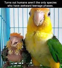 34 Funny Memes Of The Day Daily Lol Pics Funny Parrots Funny Bird Pictures Parrot