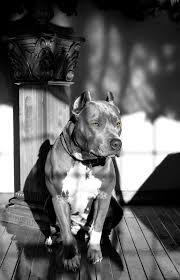 Handsome Lad Pitbull Terrier American Pitbull Terrier Pitbulls