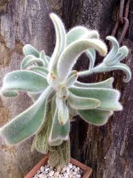 Kalanchoe Tomentosa Hairy Suculentas Cactos E Suculentas Cactos