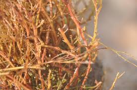 Image result for Inversodicraea