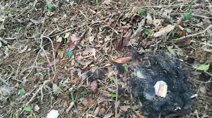 Lihat juga resep ungkep kuning babi hutan enak lainnya. Petua Menghalau Babi Hutan Youtube