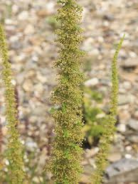 Image result for Dysphania schraderiana