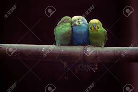 Their different flight patterns, colorful plumage, distinct calls and songs make us bring relaxation and happiness. Three Small Colorful Birds Sitting Closely Together Stock Photo Picture And Royalty Free Image Image 140645435