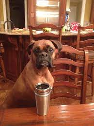 Drinking Coffee With My Dog Dogs Coffee Drinks Animals