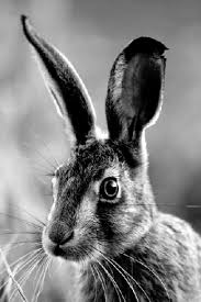Hare Black White Friend Beauty Feldhase Schwarz Weiss Hase Ausgestopftes Tier Tiere Susseste Haustiere