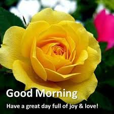 Good Morning Yellow Rose Flower Yellow Roses Beautiful Flowers