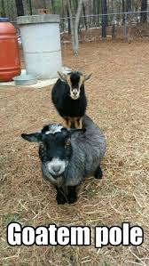 Discover more music, concerts, videos, and pictures with the largest catalogue online at last.fm. 550 Goats Ideas Goats Farm Animals Animals