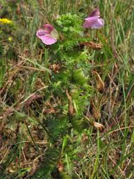 Image result for Sopubia lanata