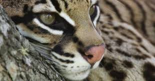 Ocelot Female Welder Wildlife Refuge Sinton Texas Usa Ocelot Big Cats Photography Majestic Animals