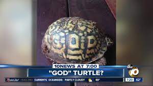 God turtle shell