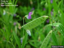 Image result for Lathyrus hirsutus