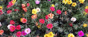 La portulaca è una pianta dall'effetto medicinale poco utilizzata. Portulaca Amici Del Sole Piante E Fiori A Forli