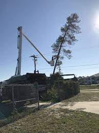 Taking Down A Pine Tree Aboveandbeyondtree Treecare Treeremoval Tree Care Tree Removal Tree