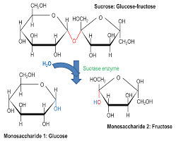 Biochemistry Tests For Food Macromolecules Carbohydrates Chemicals And Macromolecules Anatomy And Physiology Oli Import Bioquimica