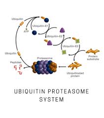 To preserve cellular function, transcription of proteasome subunit genes is induced in response to proteasome dysfunction caused. Ps020 20s Proteasome