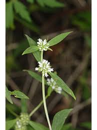 Image result for Spermacoce