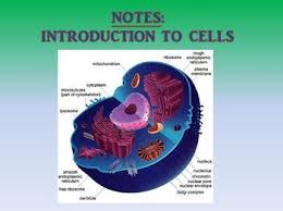 Cell envelope consists of 3 … Cell Introduction Powerpoint Presentation Animal Cell Plant And Animal Cells Animal Cell Structure