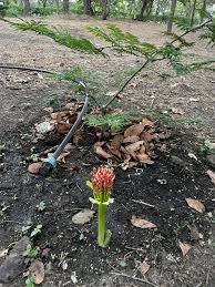 Image result for Hypericophyllum