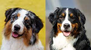 The goal was to find a breed combination for the perfect small game hunting dog. Australian Shepherd Vs Bernese Mountain Dog Differences Similarities