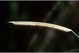 Image result for Tetrapogon tenellus