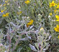 Image result for Heteropyxidaceae