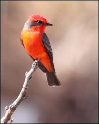 Yellow Birds Of Arizona Desert Vermillion Flycatcher In 2020 Flycatcher Pretty Birds Bird Feathers