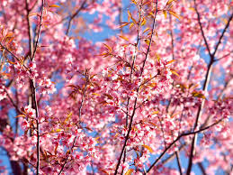 Flowering trees the beginning of the warm season in spring, the beautiful magnolia flowers stand out in the background of blue sky and virtual plant leaves. 8 Beautiful Japanese Words For Cherry Blossom Season