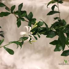 Image result for Turraea obtusifolia