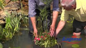 Cover the inside of the barrel with a heavy duty garbage bag and then place a layer of soil in the bottom of the container. How To Plant Water Plants With P Allen Smith And Laguna Ponds Youtube